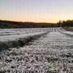 Ola polar en Misiones Posadas registró -1 °C y se reportaron heladas intensas (2)